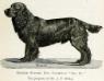 CH Obo II [Mr. J.P. Willey's] (Sussex Spaniel x Field Spaniel)