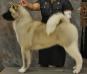 AKC GCH Minda & Midnite Valley Of The Dolls