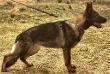 Nash Real K-9