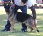 Sonya Real K-9