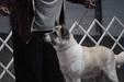 UKC GCH, UKC Top Ten #10 2018/#4 2019/#9 2021 Bear Claws Twin Blades Of Power