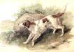 Stewartdett (c.1860s)