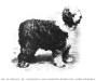 Dame Barbara [Sir Humphrey de Trafford's]