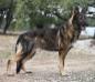 (UKC Pointed) Nero Vom Sudenblick