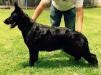 Cata Real K-9