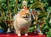 СH. Pride Of Pom Colyn Triumphant