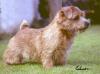 Crufts Sieger, CH Belleville Smart Alec