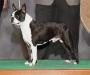 MBISS GCH CH Kennedy's Wild Traveling Man