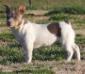 UKC CH Aspen's Silver Wings NB