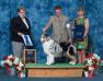 AKC Ch. Stonepine Serendipity