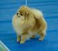 Manzana de Oro Nice in Show