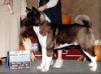 AKC CH Midnite A Knight's Tale