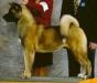 AKC CH Sovereign's Bodacious Darq Chocolate