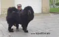 Xiao Hei