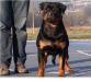  BRUTUS VOM BOSNAIK ROTT