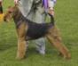 No. 1 Airedale UK 2001  -  Third Top Terrier UK 2001   TOP A Stargus Athena