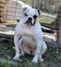  Paparazzi Kennels Dynamite of MEB