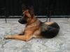 ILANA de K-9