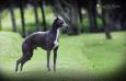 De La Casa Borromeo's Frankie of Marchwind