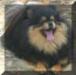  Bavanew's Black And Tan Dreamer