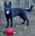 Mr. Rollie von Ryanhaus