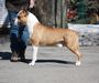 AKC GCH/UKC CH Benmar Stingray of Cobblestone