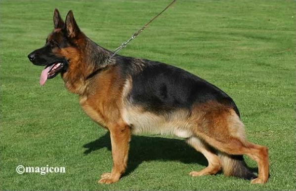 Питомник штази