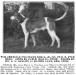 Cable Jr (c.1915) (no. 570 R.R. Stud Book) (Cable x Pride)