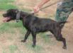  Watts'/Parker's Chancy