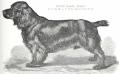 Jersey (1887) AKC 008519