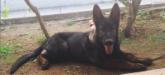 Plomo Real K-9