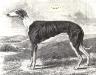 Sam (1847) [Mr Gibson's]