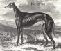 Bedlamite (1850) [Mr Brown's]