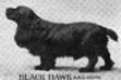 Black Hawk (085046)