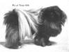 Wu of Tsing Shih