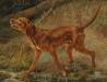 Hungarian Vizsla