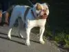 IronHouse's Baby Beast