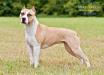 AKC CH UKC GRCH ADBA CH Kayo’s Kamikaze Kowgirl