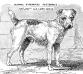 Lory [C.H. Lane's]