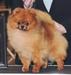 Am Grand Champion Evensong's Father Of His Country
