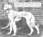 Saluki Shami [Hon Florence Amherst's]