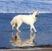 Enya the Lovely White Shepherd