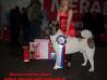 EST GCH, RUS/RKF/BLR CH Heavenly Light Ambassador