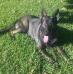Jagger RaJan Shepherd vom Lunon Haus