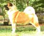 AKC CH CAS Zan's Cajun Queen By Skyking