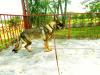 Azzuro Real K-9