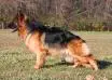 Zuri Shelby Vom Mittelwest