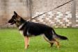 Omaha Real K-9