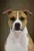 CH Russia, Azerbaijan,CACIB, PRODUCER CH., VETERAN CHAMPION Tatar's Miko