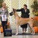 AKC GCH Mavro-Twinoaks Hollywood Tough